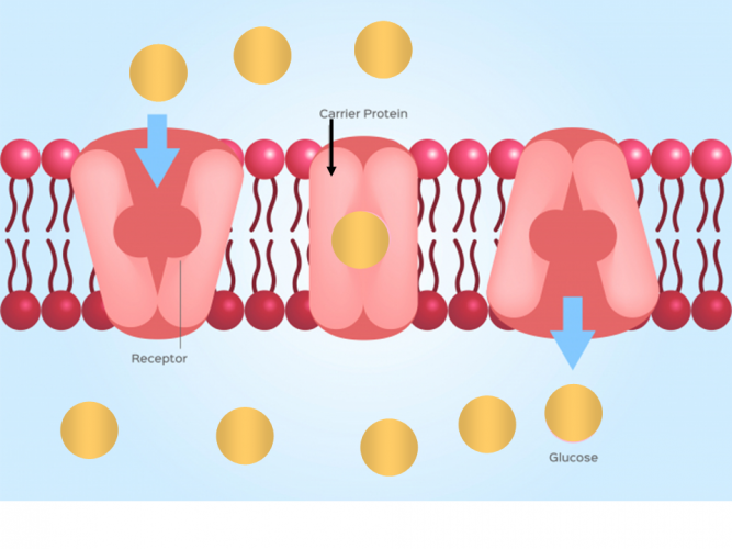 Explain How Cells Use Active Transport Worksheet EdPlace